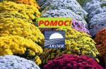 Pomoc dla producentów i sprzedawców chryzantem