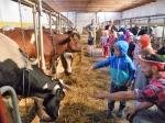 „Skąd się bierze mleko?” – wycieczka Jeżyków do gospodarstwa rolnego