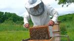 Pszczelarz - piąty dzień projektu pszczoła